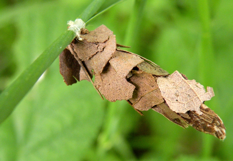 Chi  l''architetto? Probabile Canephora hirsuta